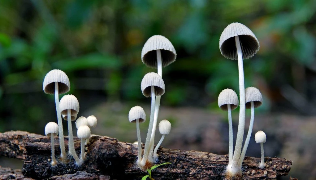 Psychedelics, Vapes and Smart Apps: Smoking Cessation Science Evolves Beyond Traditional NRTs