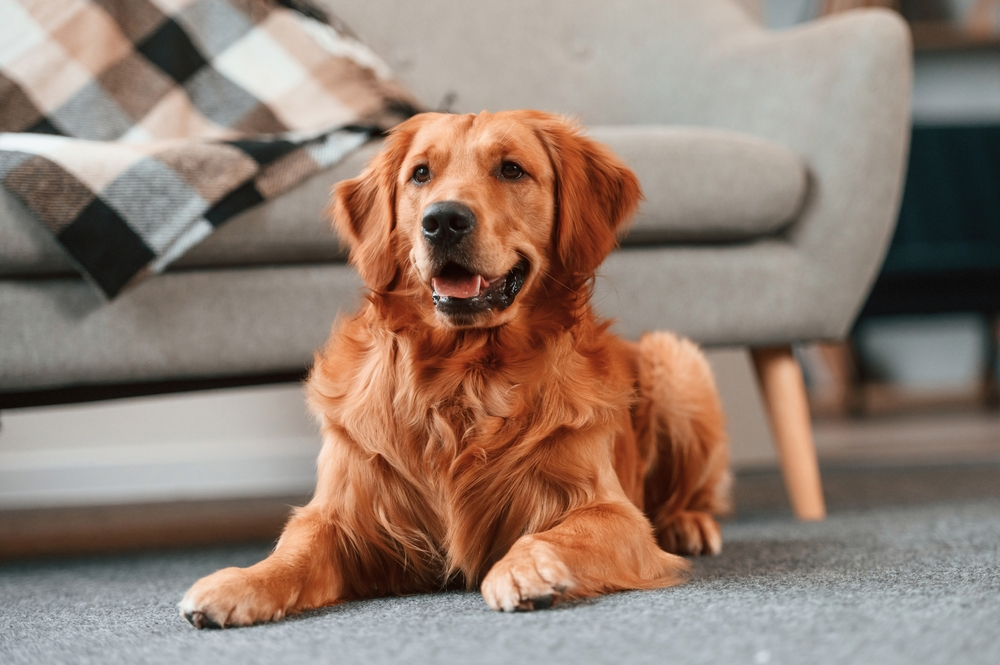 Administering Your Pet CBD Based on Their Age