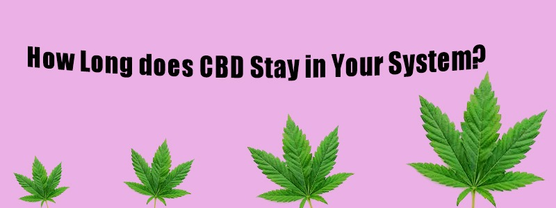 How Long does CBD Stay in Your System?
