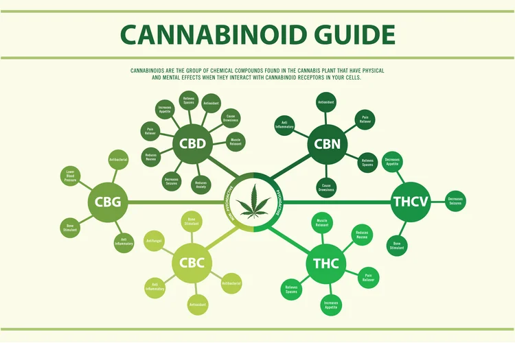 The Ultimate Guide to 11 Major Plant Cannabinoids & Their Effects on the Human Body